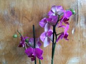 1632403299 294 Phaelenopsis orchid care repotting orchid - Phaelenopsis, orchid care, repotting orchid