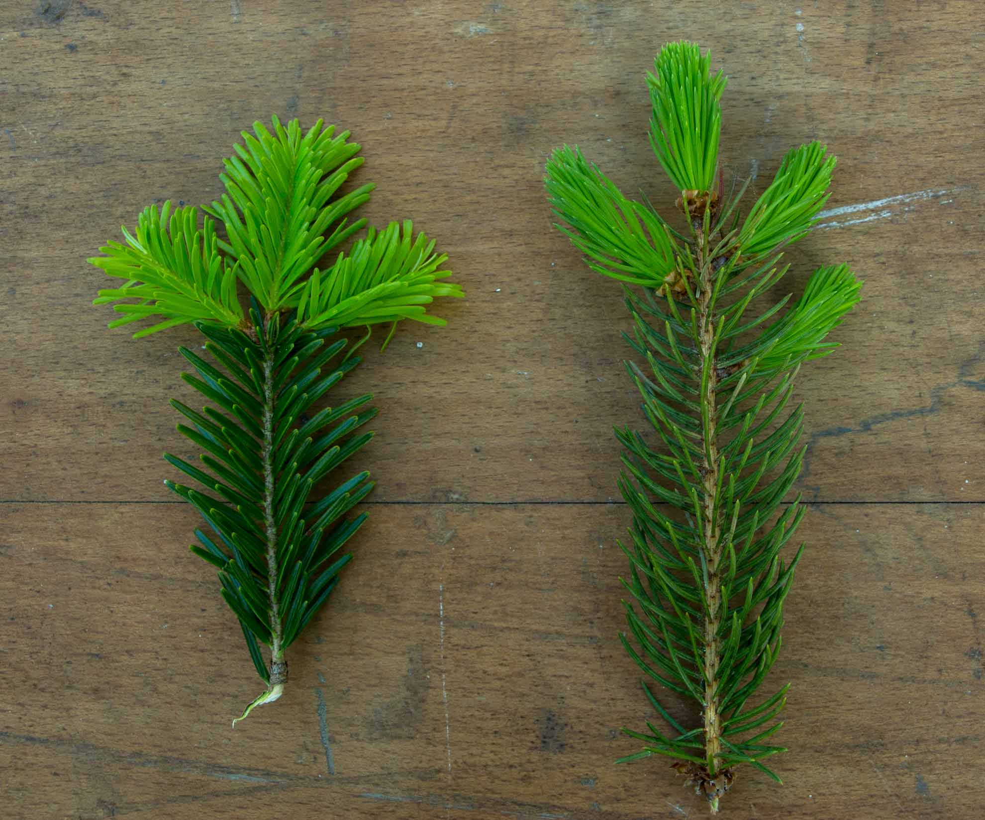 Herbal Hunter.  Forest confectionery made from spruce tips.  spruce-fir.  Herb walks in Potsdam